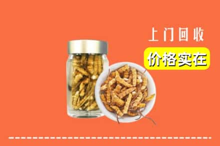普定县回收散虫草