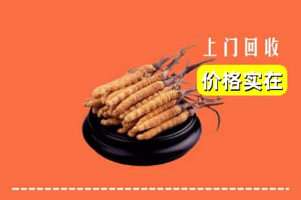 普定县回收冬虫夏草